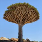 Dragon's blood trees on Socotra island under open sky